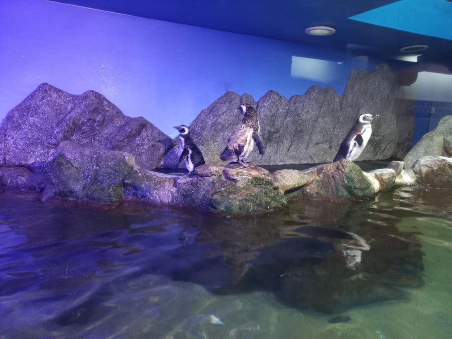 Roteiro Eco-Marinho em Ubatuba: Descubra o Mundo Marinho