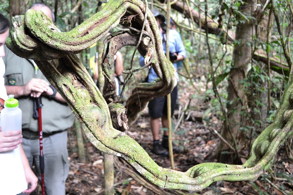 Em Cada Passo, uma descoberta: Tumucumaque, a Jornada da Vida (Foto: Dennis Pureza).