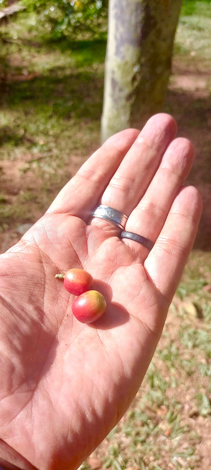 Vivência em Fazenda de Café em Jundiaí 