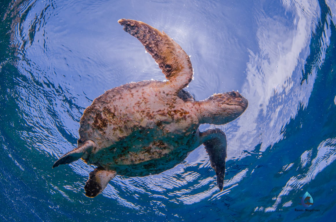Mergulho para credenciados em Arraial do Cabo