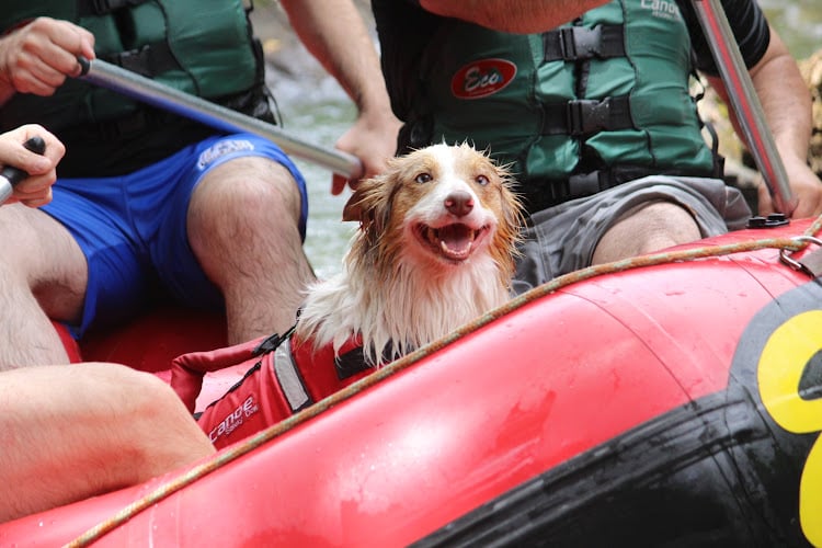 rafting Pet