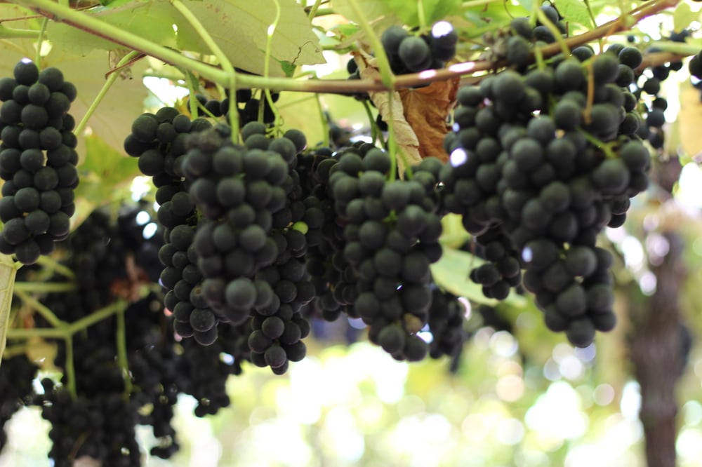 Visite nossos parreirais e tire muitas fotos