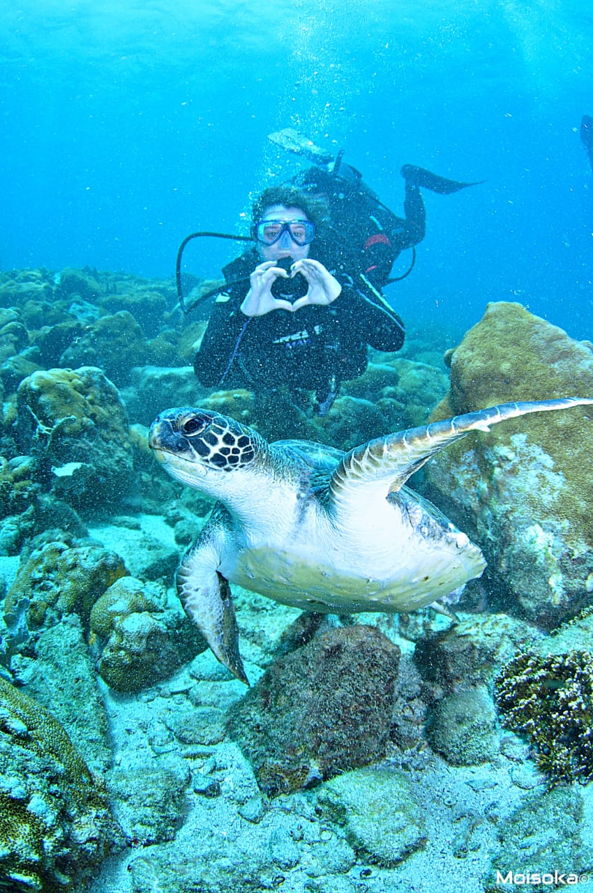 Encontro Inesquecível com uma Tartaruga marinha durante um Mergulho em Arraial do Cabo