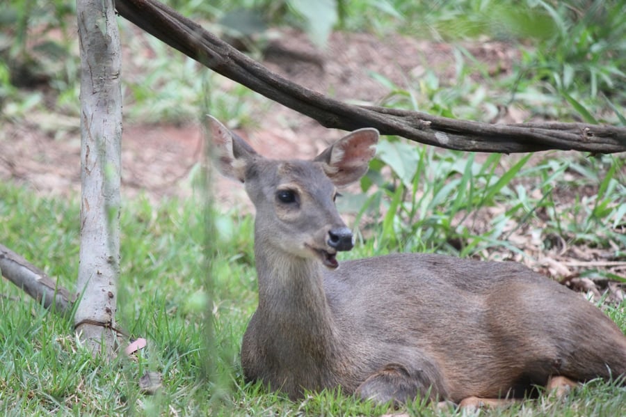 Blog do Bioparque
