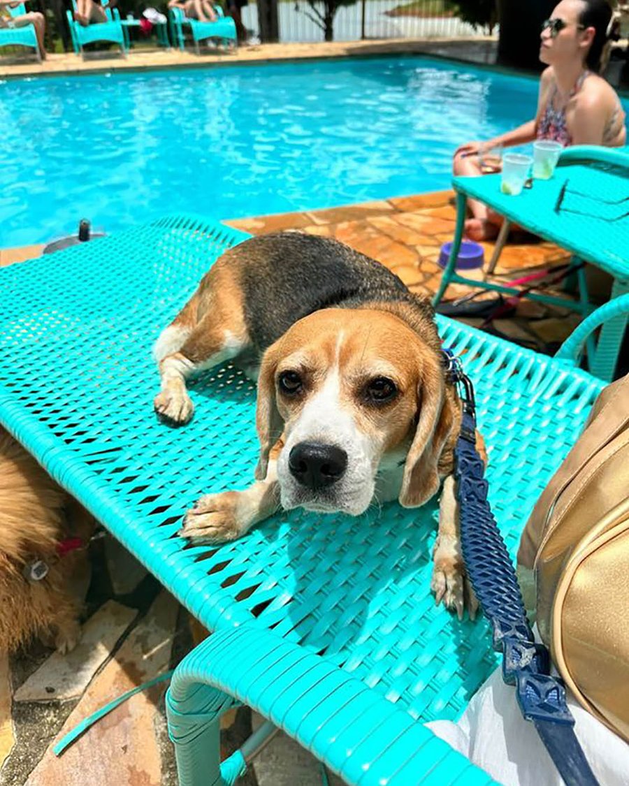 Day Use Hotel Fazenda Monteleone Pet Friendly