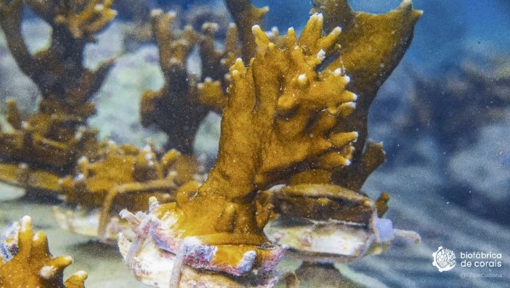 Coral Millepora