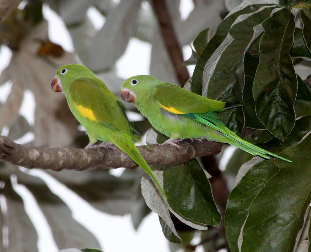 OBSERVAÇÃO DE AVES NO PARQUE ECOLÓGICO MONSENHOR SALIM