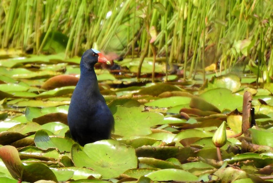 Frango DAgua Azul