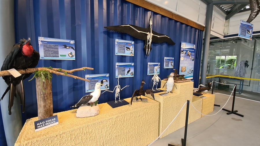 Roteiro Eco-Marinho em Ubatuba: Descubra o Mundo Marinho