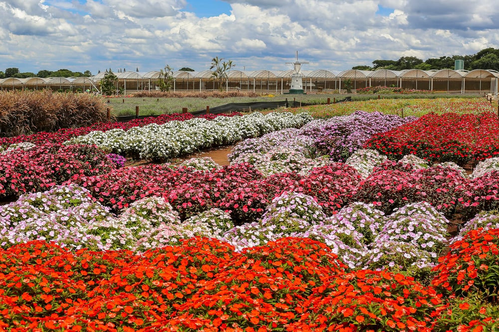 City Tour Holambra com visita a fazenda de flores