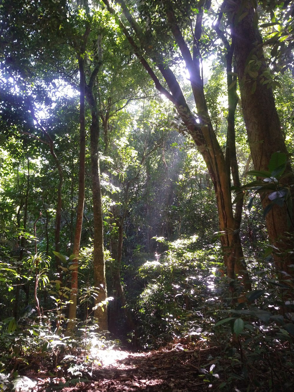Floresta preservada