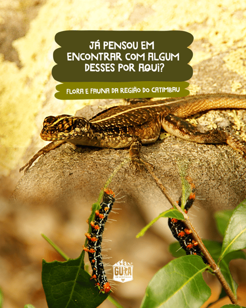 Já pensou em encontrar com algum desses por aqui? flora e fauna da região do Catimbau
