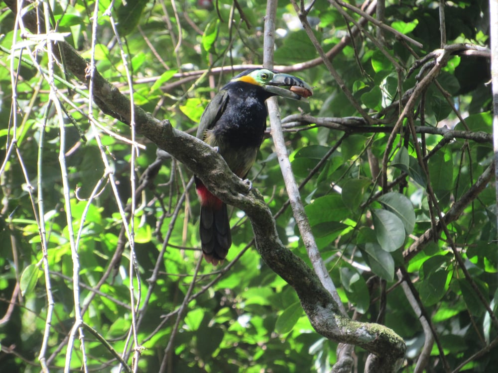Suba observando aves (Araçari poca) 