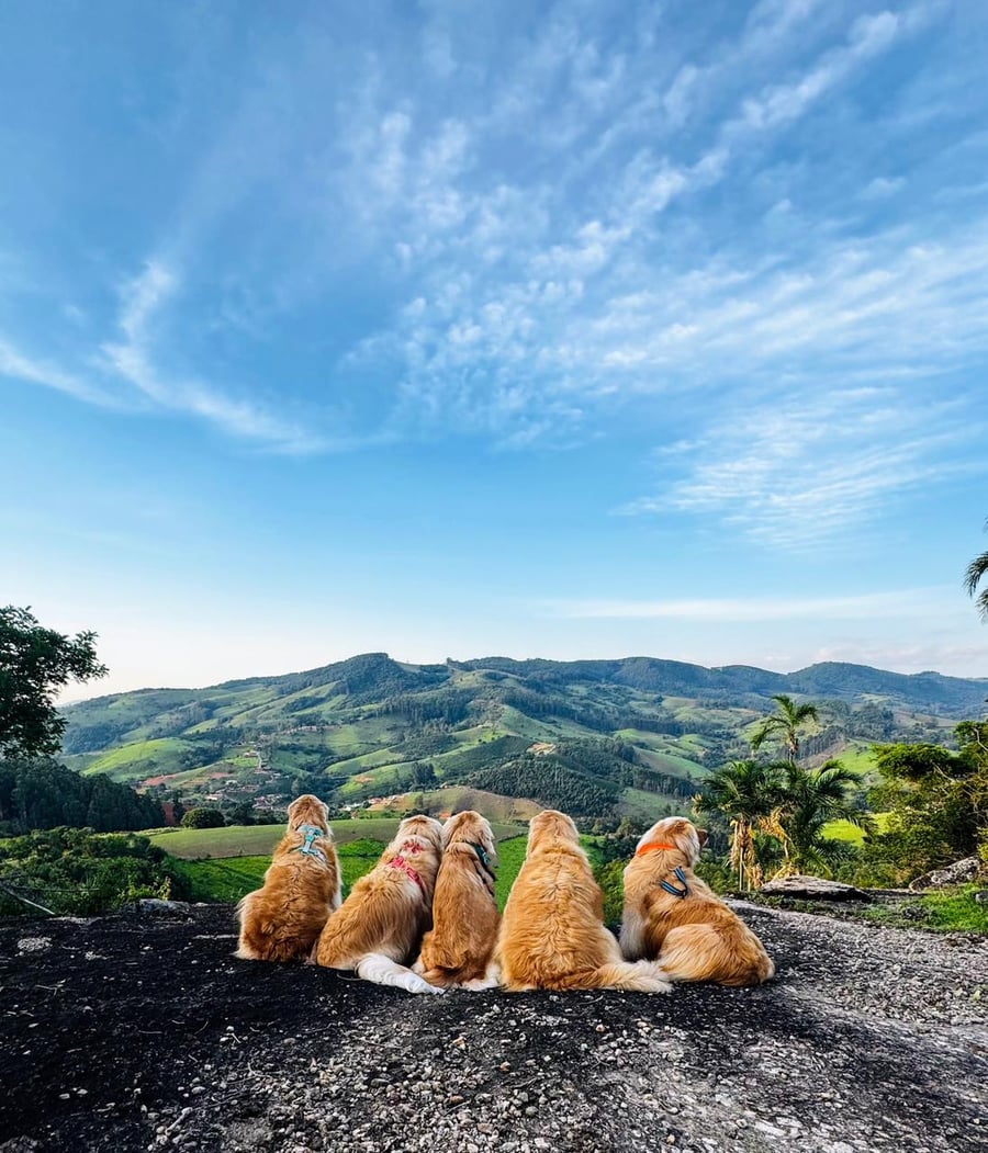 Camping de montanha pet friendly - Socorro