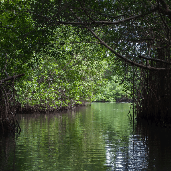 Rio de Janeiro conhecendo a Veneza e o Pantanal Carioca Tour