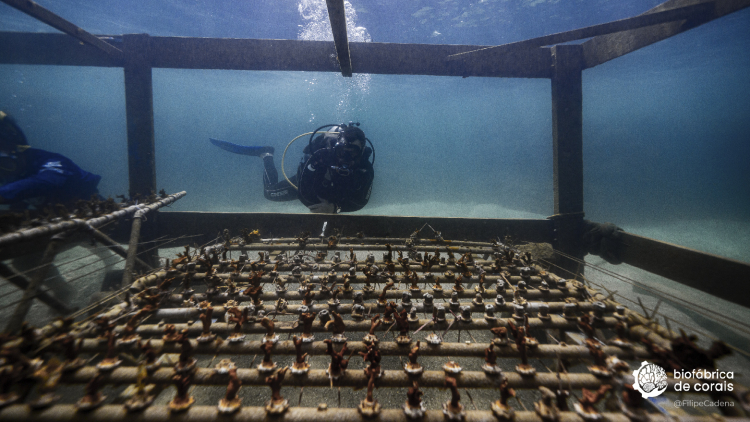 Bioturistas mergulhando na área dos berçários de corais em Porto de Galinhas