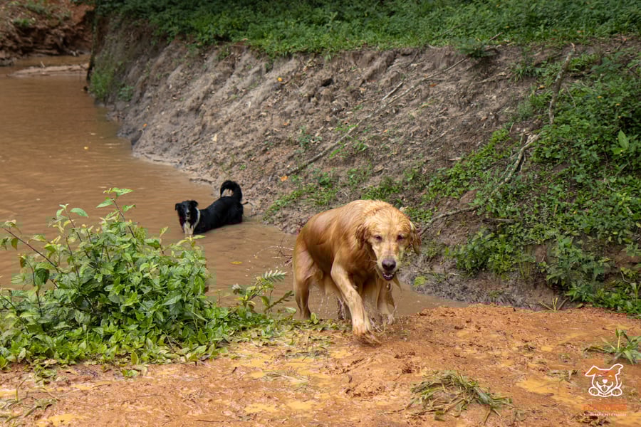 Fazenda Nossa Senhora Conceição pet friendly Jundiaí