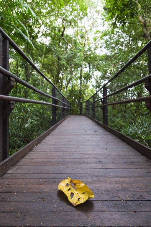 Descubra a Reserva Natural Sesc Bertioga: Acessibilidade e Biodiversidade da Mata Atlântica na Cidade