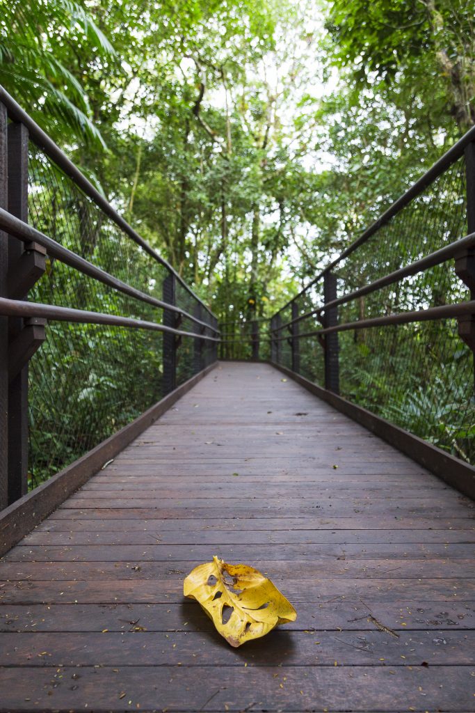 Descubra a Reserva Natural Sesc Bertioga: Acessibilidade e Biodiversidade da Mata Atlântica na Cidade