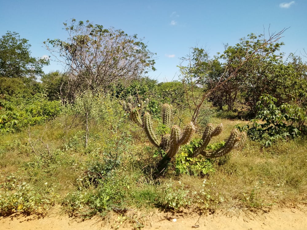 Serra Branca Vegetação