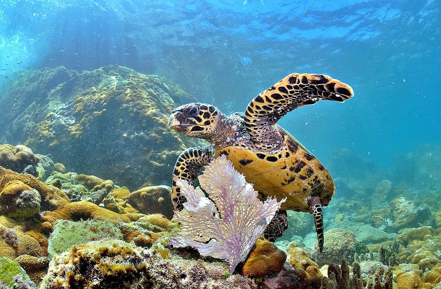 Mergulho com Cilindro em Arraial do Cabo