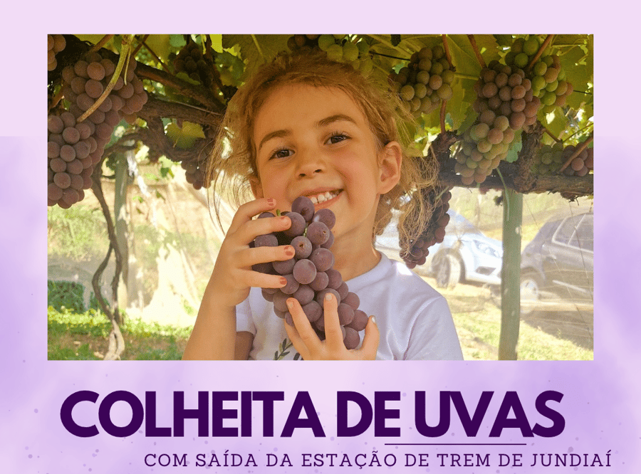 FESTA DA UVA E COLHEITA DE UVA - 24/01
