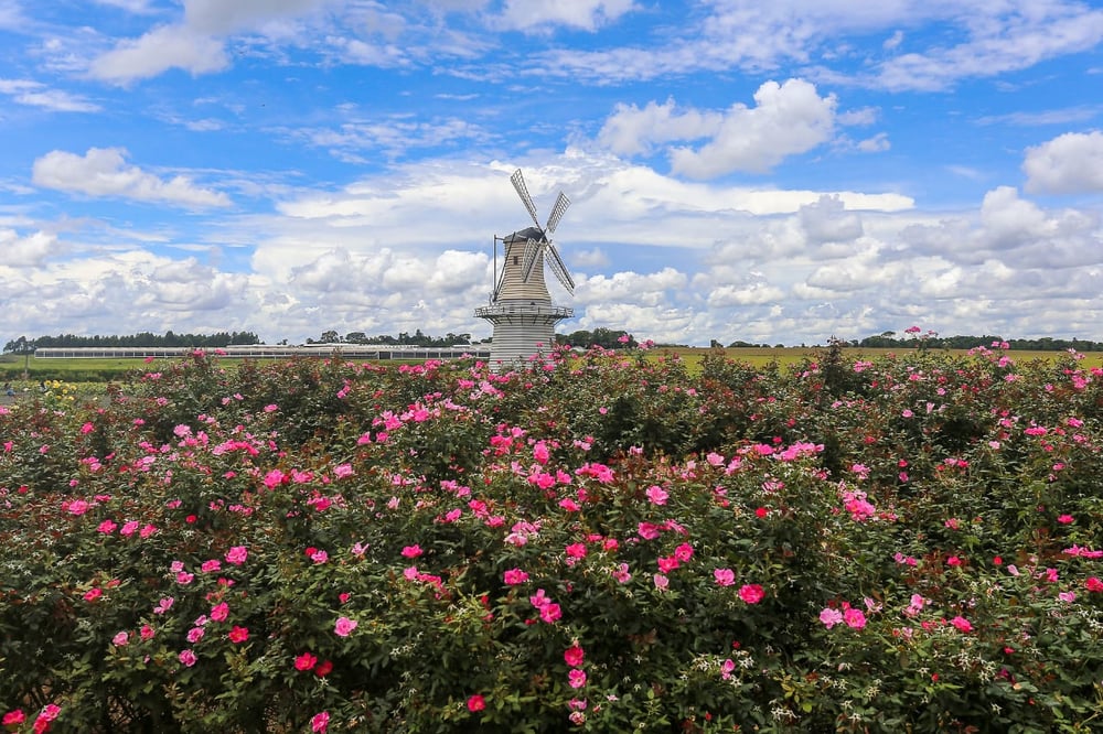 City Tour Holambra com visita a fazenda de flores