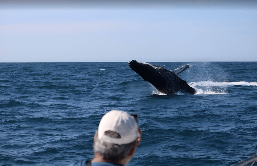 Avistamento de baleia em Arraial do Cabo