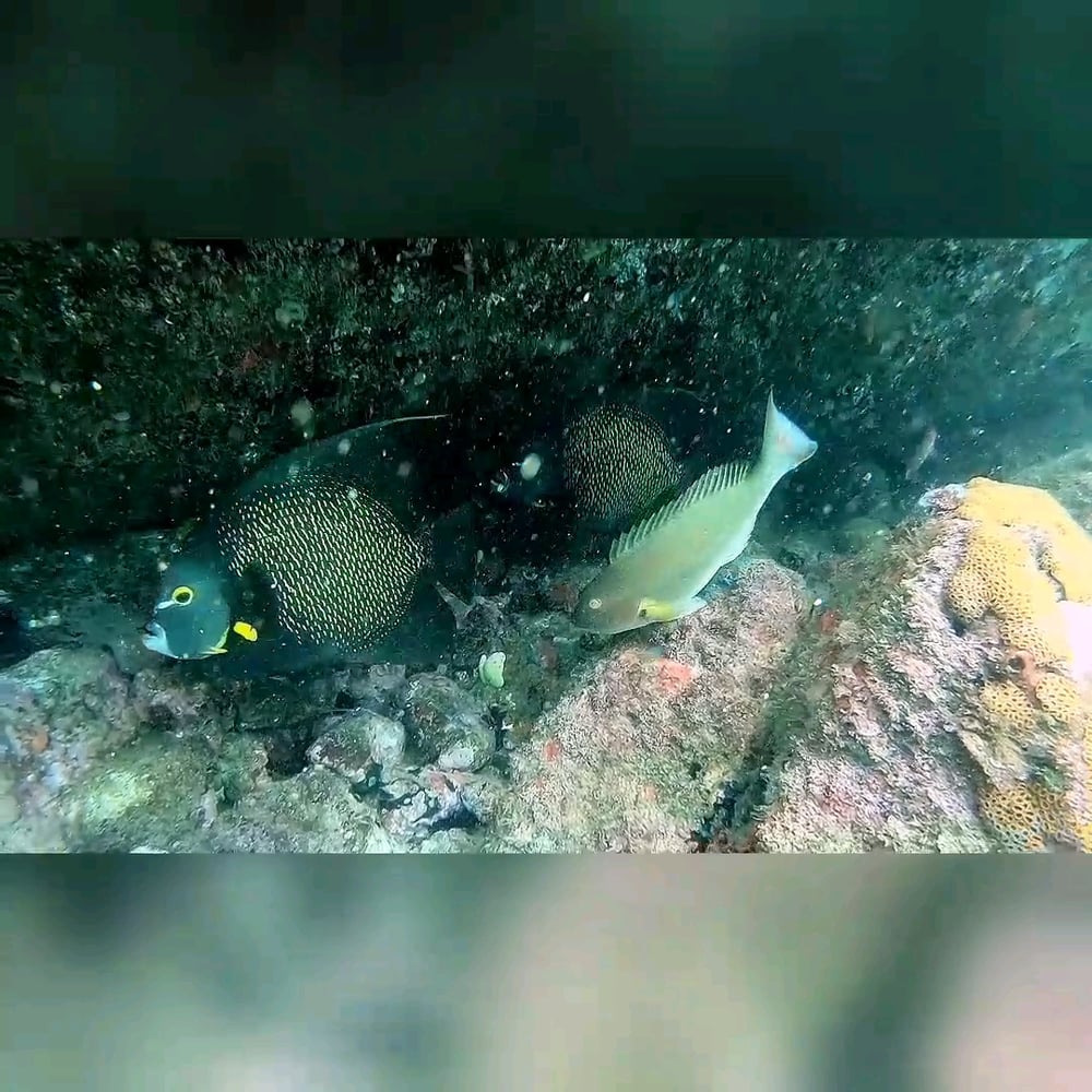 Batismo de Mergulho - Praia do Cedro