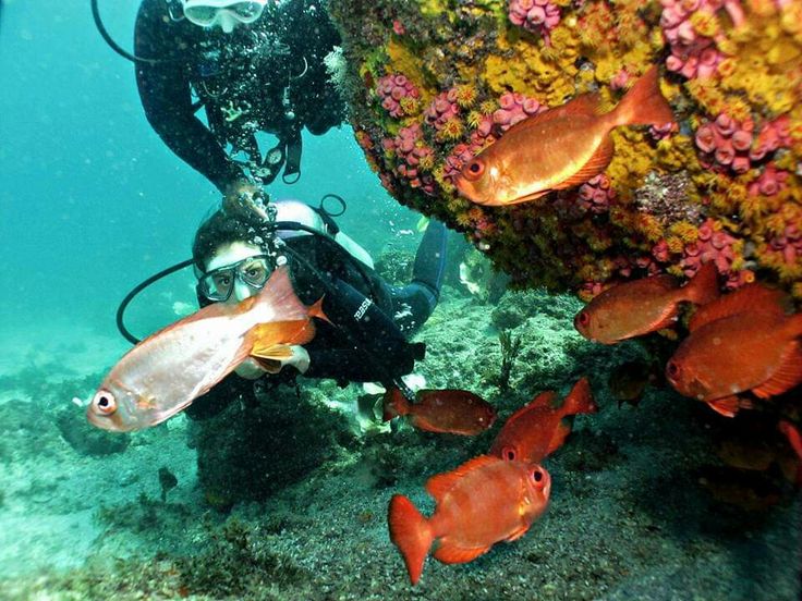 Buceo con instructor en Arraial do Cabo
