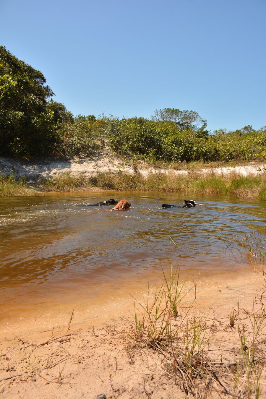 Aventura na praia Peruíbe pet friendly trilha, barco, pousada 