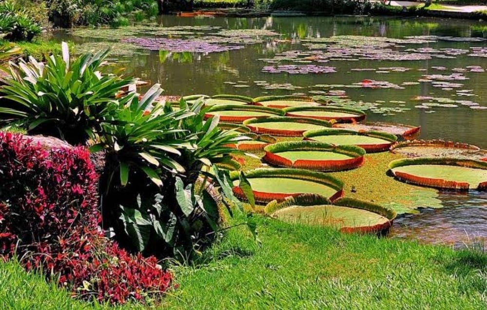 RIO ECOLÓGICO: Jardim Botânico + Parque Laje