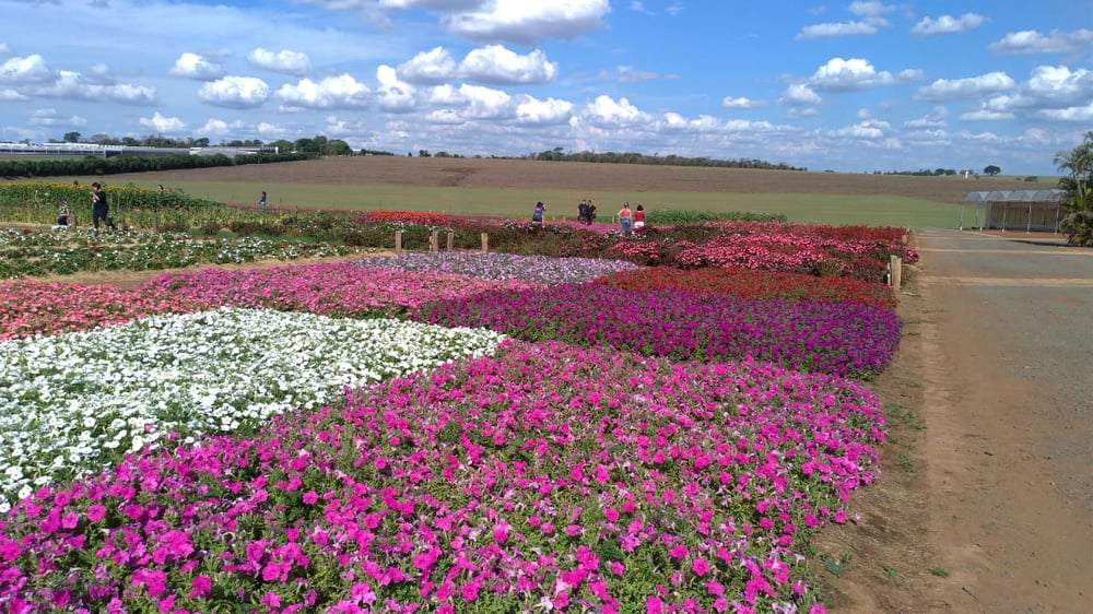 18/02 Holambra, Cidade das Flores 