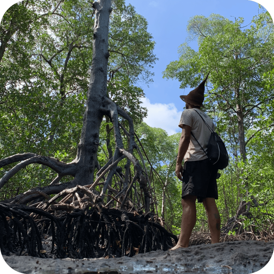Coração do manguezal. Árvore de mais de 250 anos.