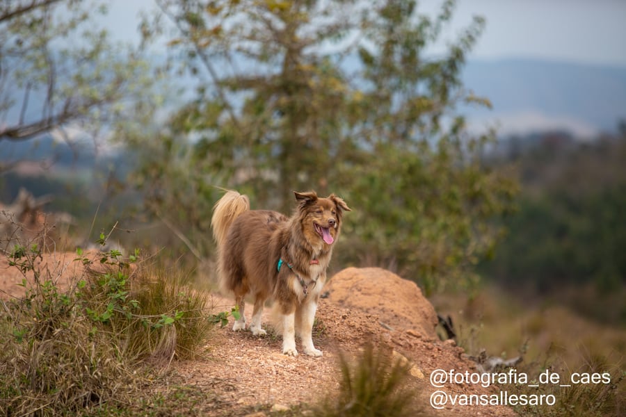 Fazenda Nossa Senhora Conceição pet friendly Jundiaí