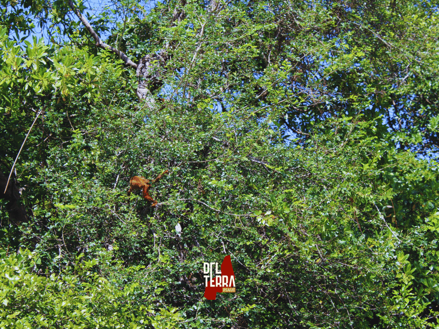 Passeio ao Delta do Parnaíba Tradicional - Macaco Bugio
