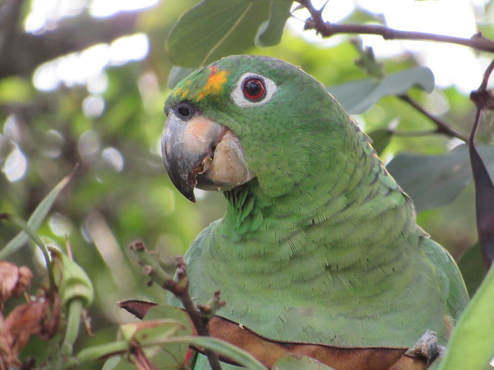 Papagaio-moleiro 