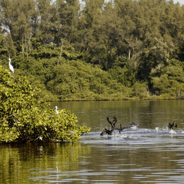 Rio de Janeiro conhecendo a Veneza e o Pantanal Carioca Tour
