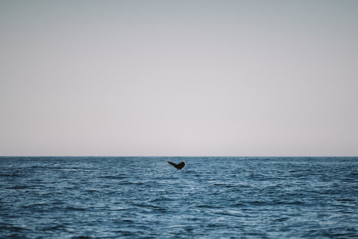 Aventura no oceano