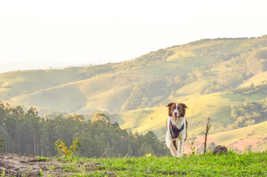 Caminhada de Montanha Pet