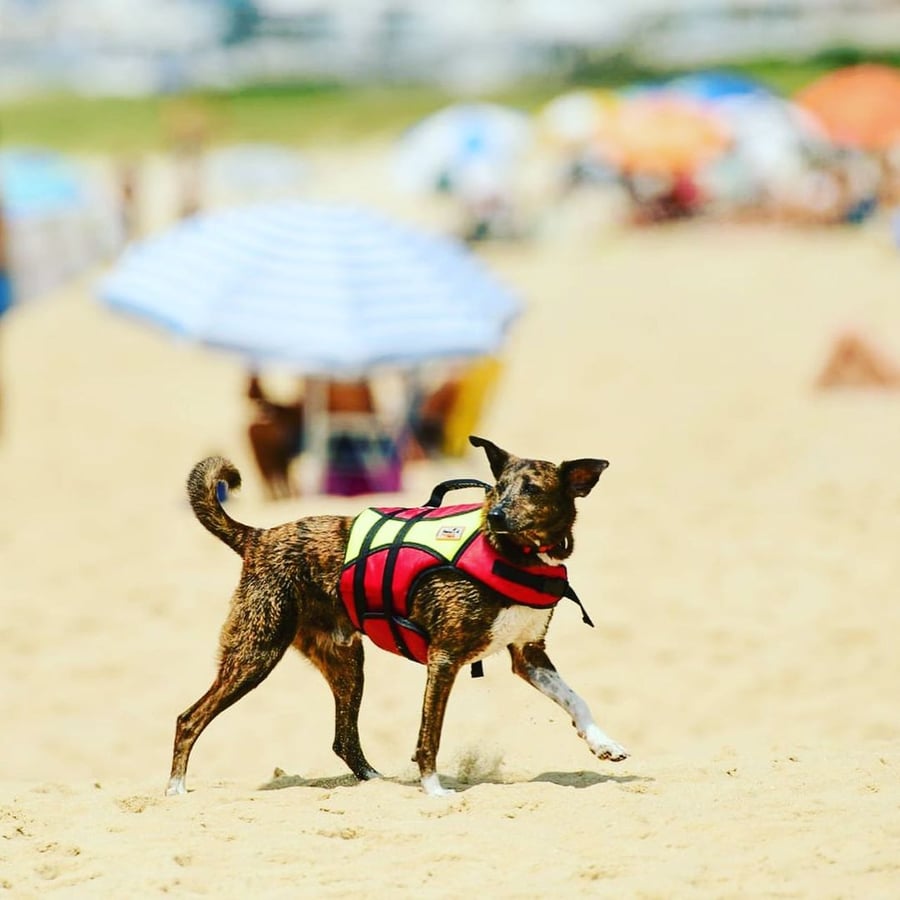 Aula de Surf Dog