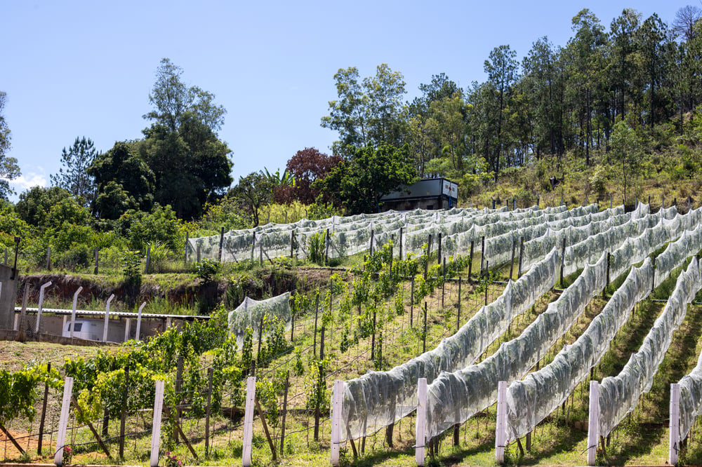 DEGUSTAÇÃO ORIENTADA DE VINHOS