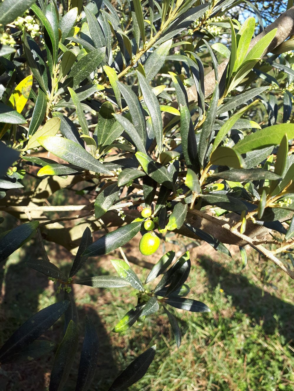 Enoturismo na Mantiqueira