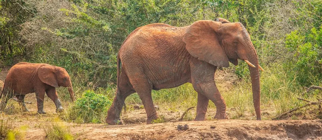 Kruger National Park
