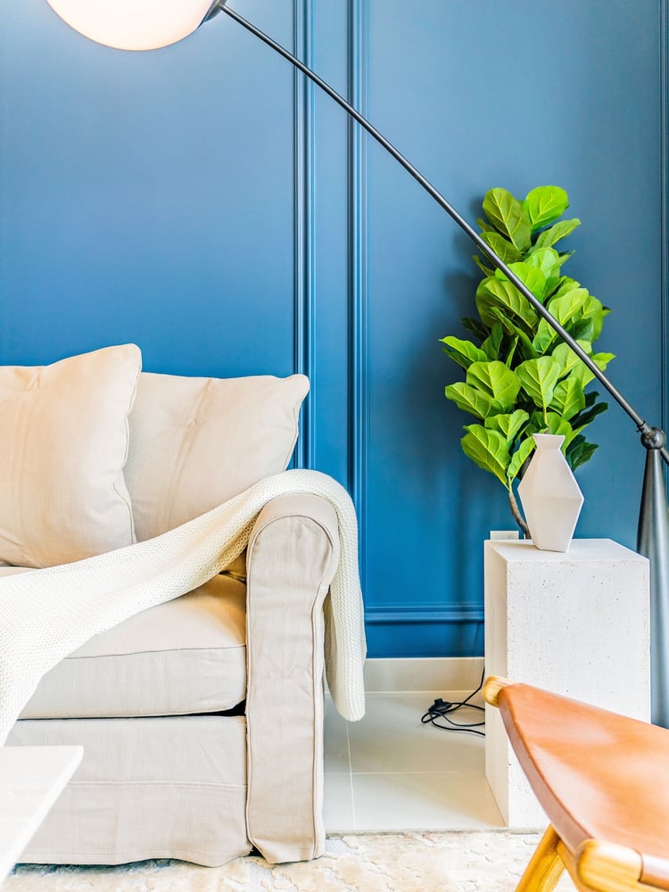 Living room blue wall sofa and plant