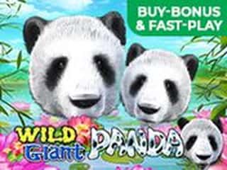 Wild Giant Panda
