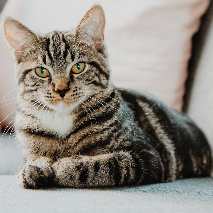 How To Keep Cats Off Of Furniture HedgeApple