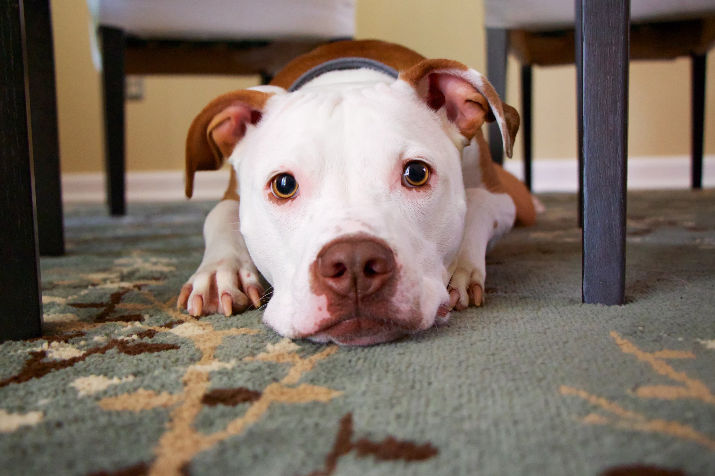 Five Most Pet Friendly Rug Materials PlushRugs