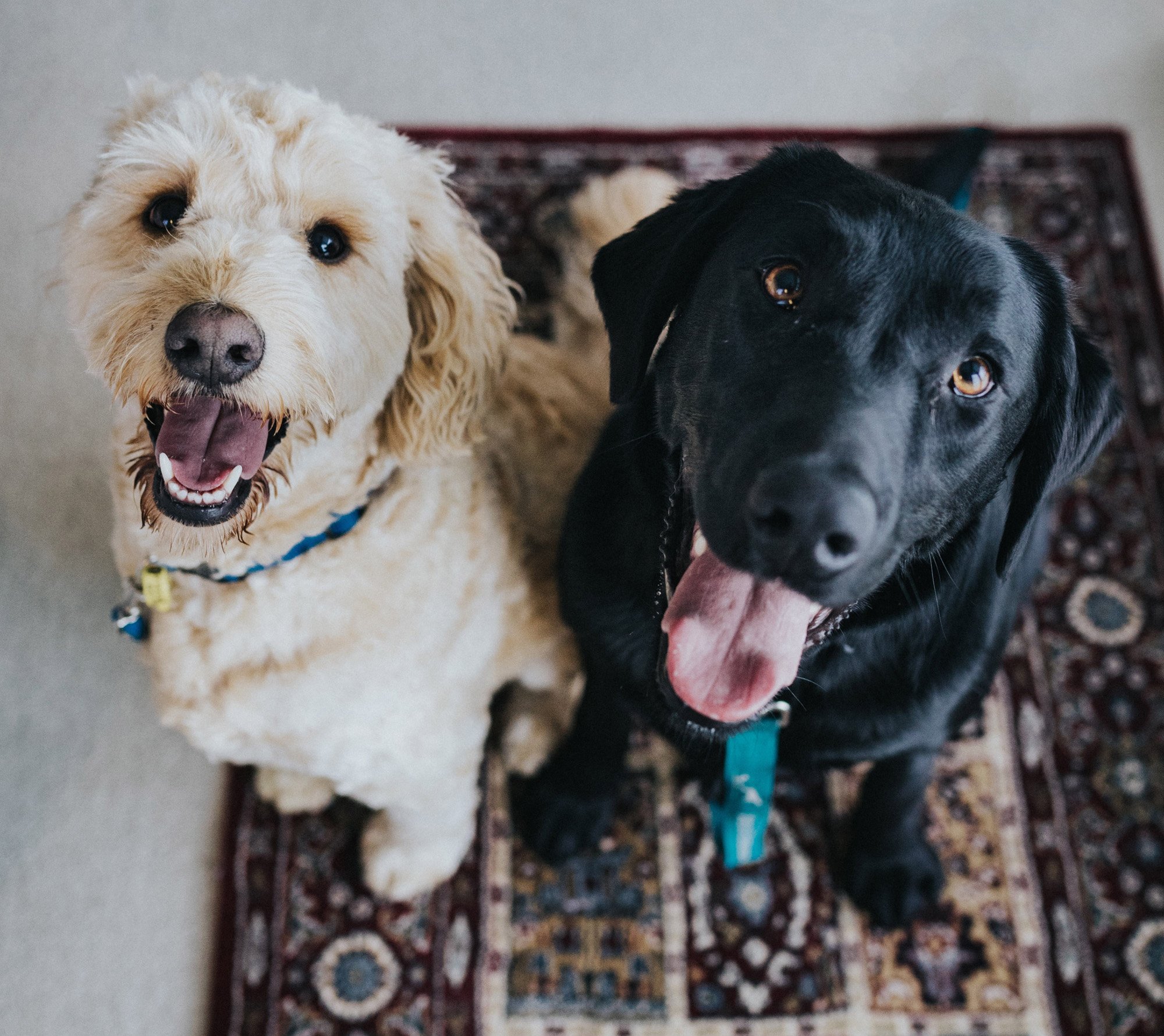 Five Most Pet Friendly Rug Materials PlushRugs