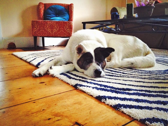 How to Keep a Rug in Place on Wood Floors: 4 Ways That Really Work -  RugPadUSA